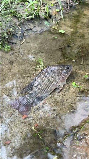 🎣 Fishing for LIFE in a Desi Village | A Day of Traditional Fishing in Rural Life 🌾 Village Ltd