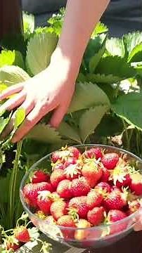 Varieties of Strawberries #harvestgarden