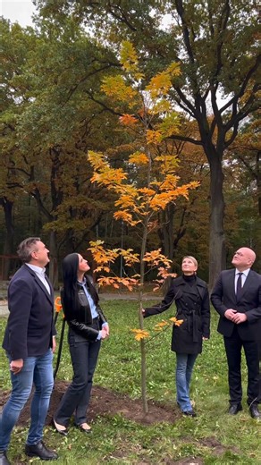 [EN below] 🌳 Dąb Akademii WSB już rośnie w sercu Dąbrowy Górniczej! Dziś, wspólnie z Miasto Dąbrowa Górnicza, zasadziliśmy w Parku Zielona wyjątkowe drzewo – dąb dedykowany Akademii WSB 💚 To symbol współpracy, rozwoju i silnych więzi między naszą Uczelnią a Miastem 🤝 💬 Inicjatywa ta nawiązuje do słów Prezydenta Marcina Bazylaka, wypowiedzianych podczas Gali 30-lecia Akademii WSB w Katowicach: „Nie przyniosłem dzisiaj kwiatów, dlatego że mam inną roślinę, której nie mogłem tutaj wnieść. Jest 