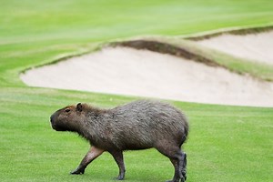Capybaras, among other wildlife, become stars of the Olympic golf course
