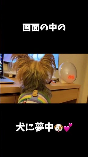 夢中な姿が可愛い🐶❤️#ヨーキー #ヨークシャーテリア #yorkie #yorkshireterrier #可愛い #癒し #夢中 #doglife #cutedog #shorts
