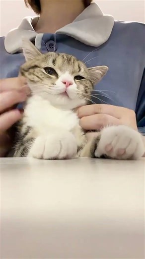 Pinch Meow's Face - The Cutest Cat Puff-Up Reaction