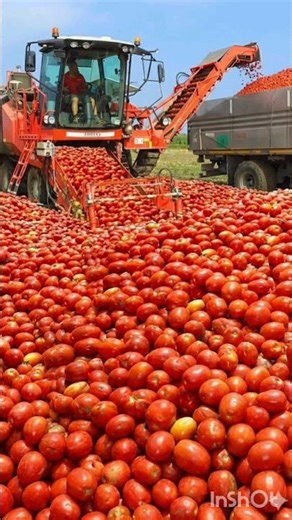 🤯 சீன விவசாயிகள் தக்காளியை இப்படியும் உலர்த்துவார்களா?