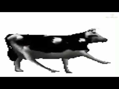 Polish cow for 30 minutes straight