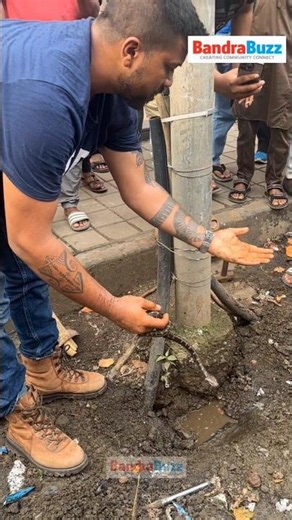 Bandra locals rescue a 3-foot Indian Rock Python