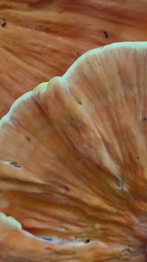 Fascinating Fungi: Edible Mushrooms of New England