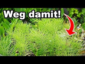 How to successfully combat and get rid of horsetail!