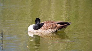 Wild Canada goose in Memorial Park in Willenhall UK.