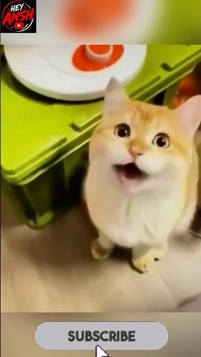 Ultimate Funny Animal Compilation 😂🐶🐱 | Funniest Cats & Dogs Caught On Camera #funnyanimals #funny