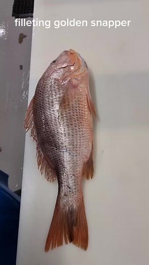 Expert Guide: Filleting Golden Snapper with Precision