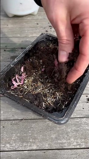 (EASY) Way to Grow Cosmos From Seeds #cosmos #seeds #gardeningtips #flowerseeds #howtoplant