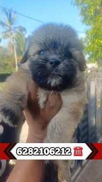 lhasa apso puppies available | Lhasa apso sale | Lhasa apso puppies sale kerala | shitzu Lhasa