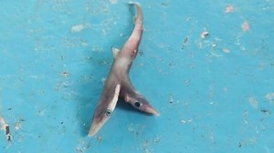 How the bizarre rise of two-headed sharks started in India