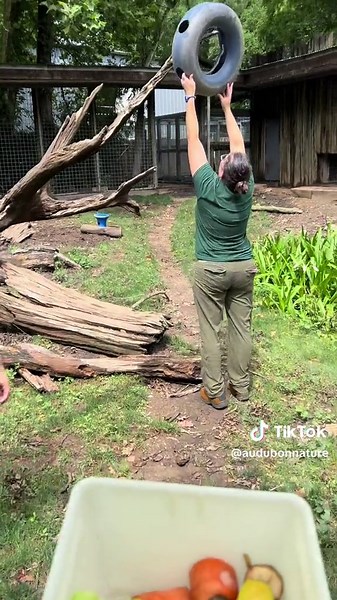 POV: You're experiencing a Black Bear Bonanza Wild Encounter 🐻 😲 Did you know that you can meet and feed our black bears Sassafras, Spider, and Sakari? You'll get to learn about their overall care directly from their keepers. To top things off, you'll scatter snacks and enrichment items in their habitat for them to discover while you watch from the boardwalk! 📌 Book your Black Bear Bonanza today at https://audubonnatureinstitute.org/wild-encounters #blackbears #audubonzoo #neworleans #familyf