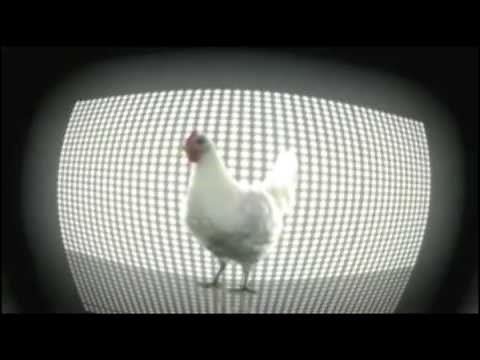 Chick dance / цыпочка танцует / 小鸡舞