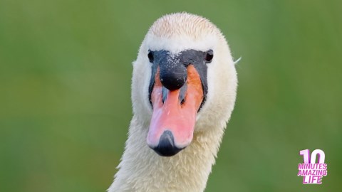 Mute Swan with Cygnets