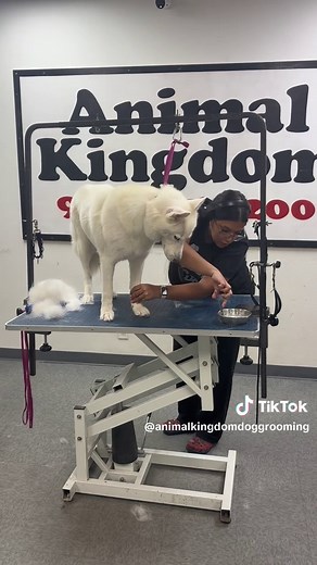 White Husky Grooming and Bath Tutorial for Brown and White Husky