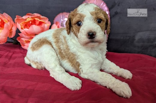 Amelie - Miniature Poodle Puppy 3EAC4B