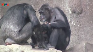 Monkey mating ! | Animals and Animals Channel