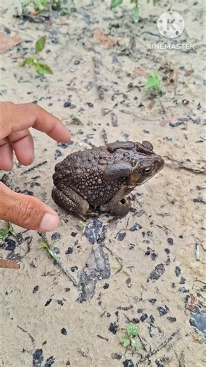Toad Funny Catching funny frogs | Funny Toad Frogs