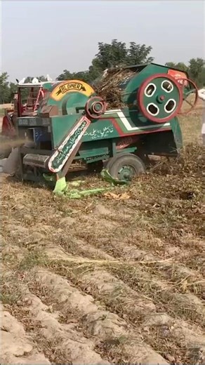 Ghazi Tractor Powers Thresher Machine | Wheat Harvest in Action