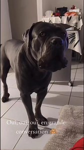 Oui le cane corso parle! 🦻🏼 #canecorso #chien #doglover #molosse #chiot #italianmastiff #chienpuissant #dogvideo | Cane Corso 59 / 62