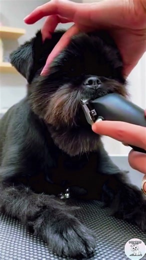 From Scruffy to Sharp: The Ultimate Brussels Griffon Glow Up ✨