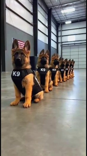 Baby K9's Adorable First Training Experience