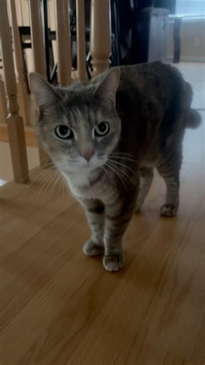 Angel kitty explores #catvideos