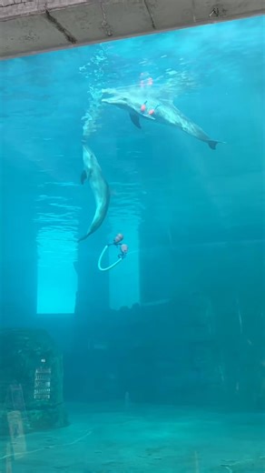 Clearwater Marine Aquarium on Instagram: "Have you ever wondered what goes on behind the scenes of CMA? Book a Behind the Scenes Tour with us to learn more about our rehab, food prep, resident dolphins, and more!"