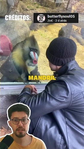 ESSE É O MACACO MAIS PERIGOSO DO MUNDO!