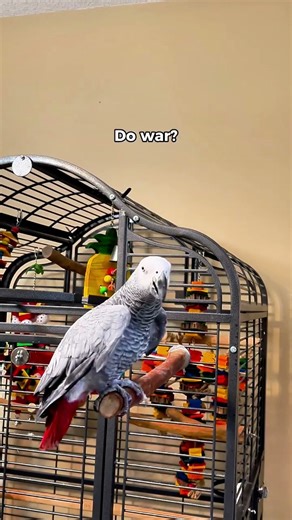 Gizmo has a lot to say this evening 😅😂 WOW!! #talkingparrot #funnyparrot #africangrey