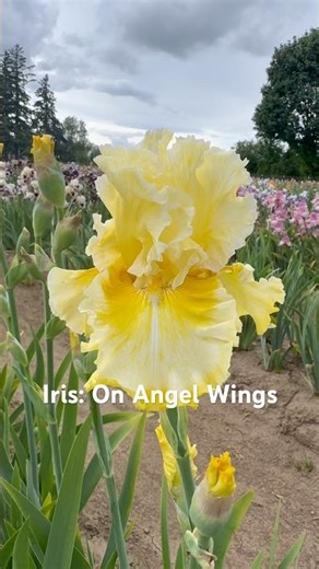 Iris: On Angel Wings. #iris #gardening #perennial #flowers #pnwgardening #midamericagarden #irises