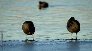 Birds Standing on edge of frozen Water: Overwintering black ducks during cold winter season. Migration of animals to warmer climes. Fauna Environmental protection