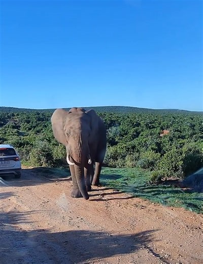🐘✨ Up Close and Unforgettable in South Africa! We had the once-in-a-lifetime chance to get up close and personal with a majestic elephant—and WOW, what an experience! Feeling the ground shake beneath those giant feet and looking into those wise eyes… absolutely incredible. 💚🌍 It’s moments like these that make this adventure unforgettable. Come see the wild side of South Africa with us! 🇿🇦🦁 https://www.fantasyrvtours.com/RV-Tours/Overseas/Tour-Package/TPC/33OSA/TPD/020926/TCID/33OSAP-020926