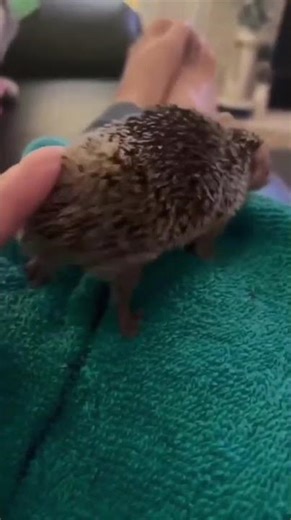 Mouse Dancing Like No Tomorrow! 🔥 More Energy = More Footwork 😎