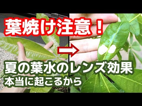 【園芸】真夏の葉水は逆に葉焼けを起こす【ガーデニング】【夏】