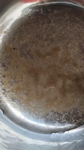 Baby Fish Hatching 🐟 #fishing #fish #shorts