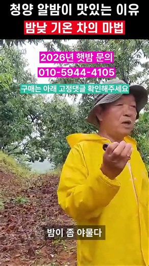 청양 알밤이 맛있는 이유 밤낮 기온 차의 마법
