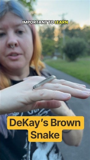 DeKay’s Brown Snake