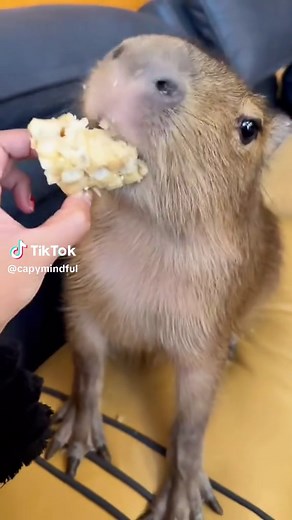 Delightful Capybara ASMR: Joyful Sounds of Nature