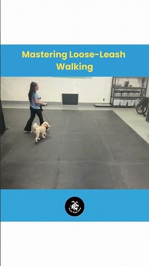 How Puppies Learn to Walk Politely on Leash