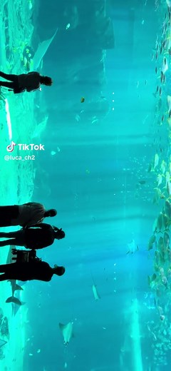 Nausicaa Boulogne-sur-Mer aquarium visit guide