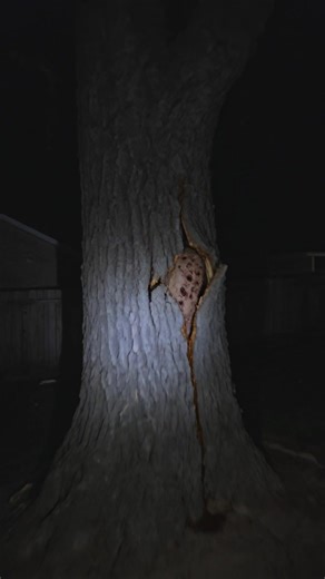 Mysterious Tree Contents: Analog Horror Nightmare