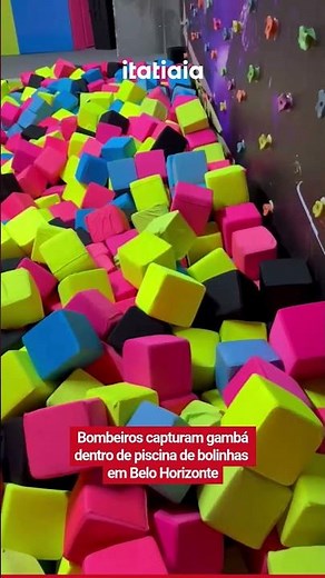 BOMBEIROS CAPTURAM GAMBÁ DENTRO DE PISCINA DE BOLINHAS EM BH