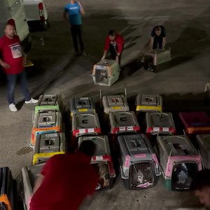 We all got a #Rocky workout tonight loading over 2000lbs of satos and gatos 💪🏽💪🏽💪🏽 (The belt loader was not working 😬) Definitely feeling #SatoStrong | The Sato Project