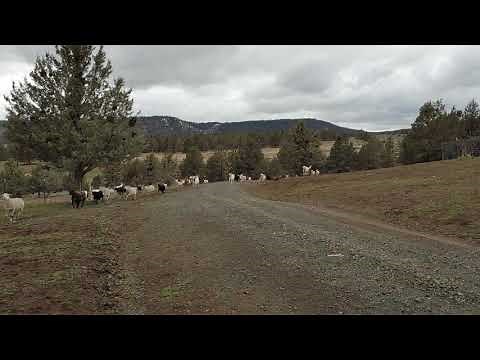 My Corgi dog at work