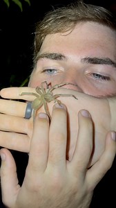 Monkey see, monkey DON’T do! The Brazilian wandering spiders of central and South America are among some of the more infamous and feared spiders on earth. With one of the more potent spider venoms on the planet, these arachnids have definitely made a name for themselves as the deadliest spiders in the new world; but just how dangerous are these spiders really? While you may have seen the intimidating threat displays many of these species exhibit when threatened, the vast majority of wandering sp