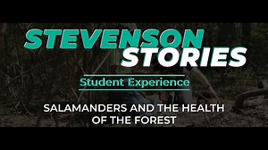 Stevenson students experiences go well beyond the classroom – sometimes into the forest, where Salamanders are examined as an "indicator species." This means that the presence, absence, or abundance of Salamanders communicates specific environmental conditions at the Irvine Nature Center and the neighboring Stevenson University campus. With guidance from Biology Sciences Professor Mark Norris, Ph.D., students get the mentorship required to make great strides in their studies and career horizons.