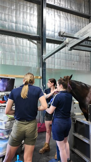 South Eastern Equine Hospital on Instagram: "𝗦𝘁𝗼𝗺𝗮𝗰𝗵 𝗨𝗹𝗰𝗲𝗿𝘀 𝗶𝗻 𝗛𝗼𝗿𝘀𝗲𝘀 - 𝙒𝙝𝙮 𝙨𝙝𝙤𝙪𝙡𝙙 𝙮𝙤𝙪 𝙂𝙖𝙨𝙩𝙧𝙤𝙨𝙘𝙤𝙥𝙚? Equine Gastric Ulcer Syndrome (EGUS) affects a wide range of horses. Because clinical signs of EGUS can vary greatly, gastroscopy is the only definitive method for diagnosing gastric ulcers. During a gastroscope, equine veterinarians can examine all parts of the stomach wall to determine the type and severity of gastric ulcers. EGUS is broadly split into